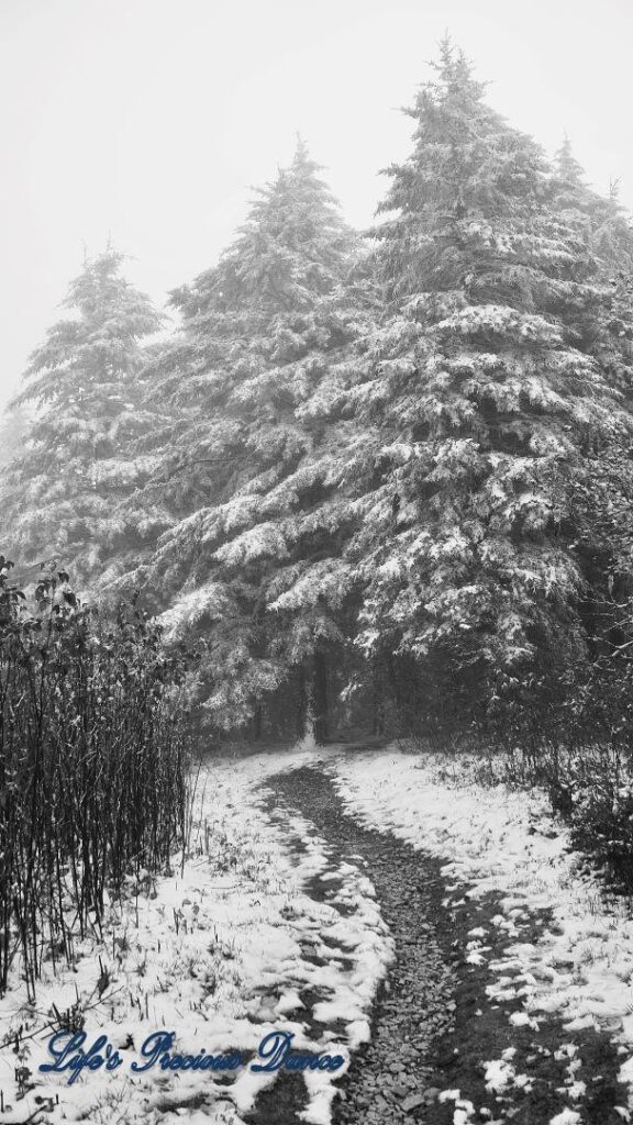 Snow covered pine and cedar trees in the forest of Black Balsam Knob.