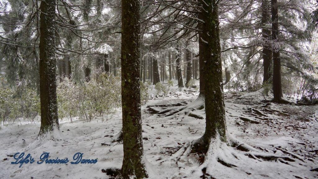 Snow covered pine and cedar trees in the forest of Black Balsam Knob.