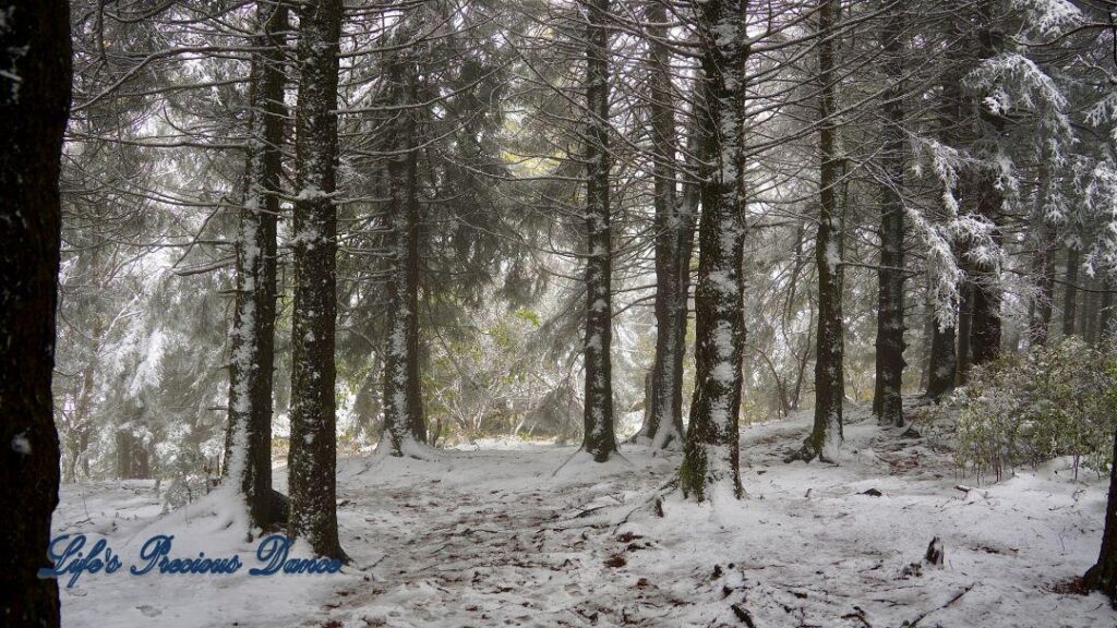 Snow covered pine and cedar trees in the forest of Black Balsam Knob.