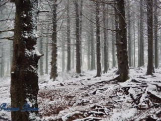 Snow covered cedars and pines in a forest.