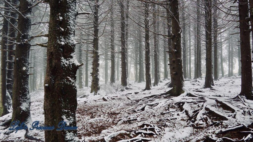 Snow covered pine and cedar trees in the forest of Black Balsam Knob.