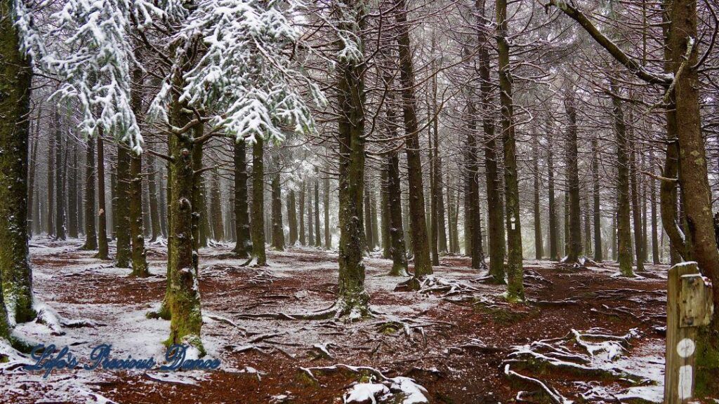 Snow covered pine and cedar trees in the forest of Black Balsam Knob.