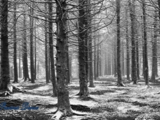 Black and white of snow covered cedars and pines in a forest.