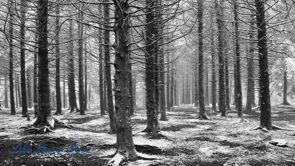 Snow covered pine and cedar trees in the forest of Black Balsam Knob.