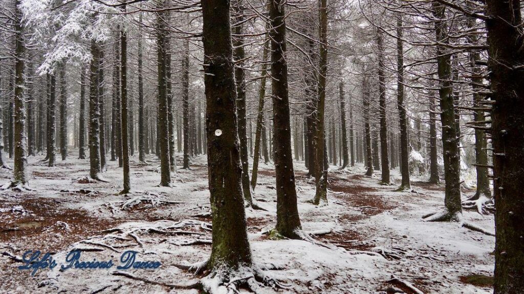 Snow covered pine and cedar trees in the forest of Black Balsam Knob.