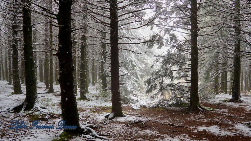 Snow covered pine and cedar trees in the forest of Black Balsam Knob.