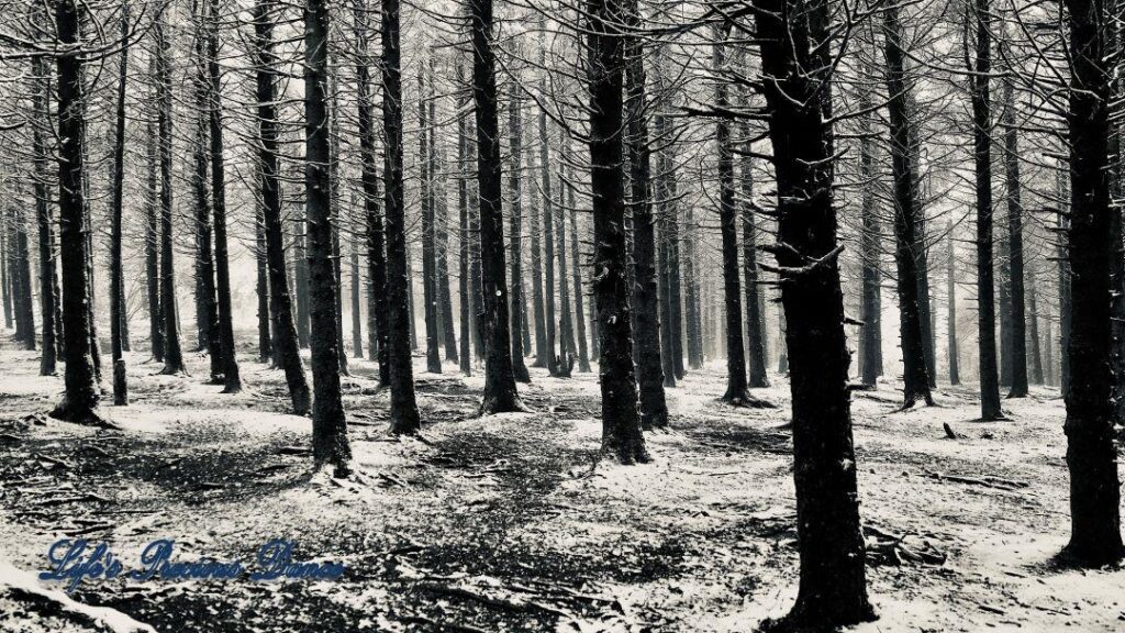 Snow covered pine and cedar trees in the forest of Black Balsam Knob.