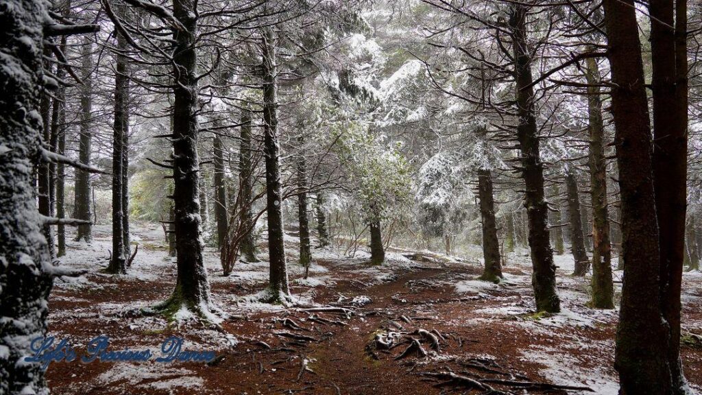 Snow covered pine and cedar trees in the forest of Black Balsam Knob.