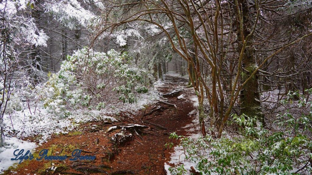 Snow covered pine and cedar trees in the forest of Black Balsam Knob.