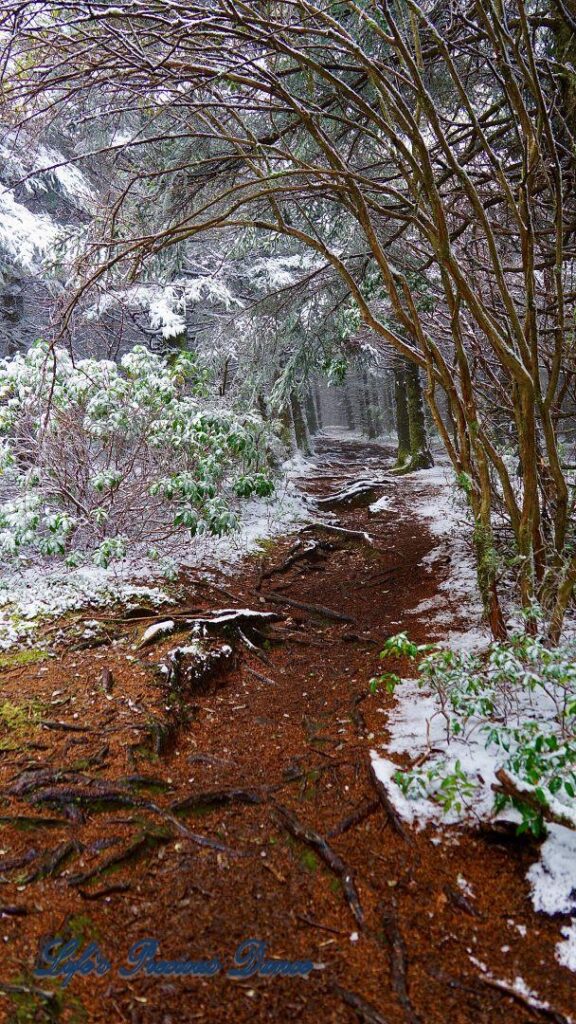 Snow covered pine and cedar trees in the forest of Black Balsam Knob.