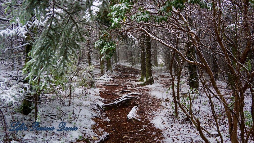 Snow covered pine and cedar trees in the forest of Black Balsam Knob.