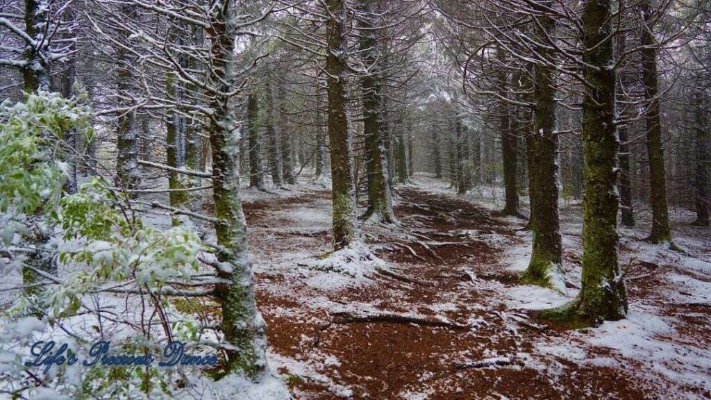 Snow covered pine and cedar trees in the forest of Black Balsam Knob.