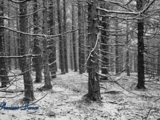 Black and white of snow covered cedars and pines in a forest.