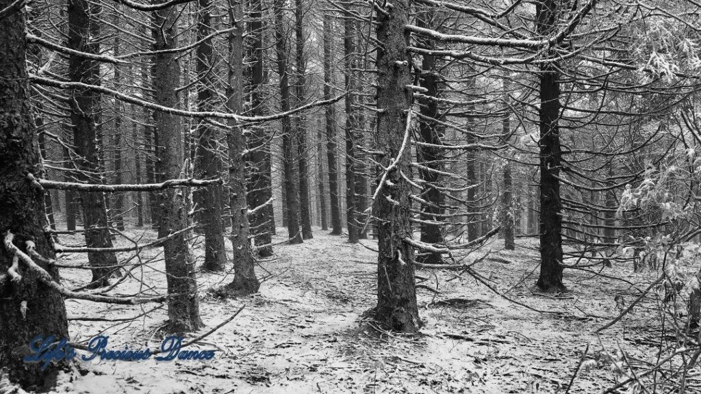 Black and white of snow covered cedars and pines in a forest.