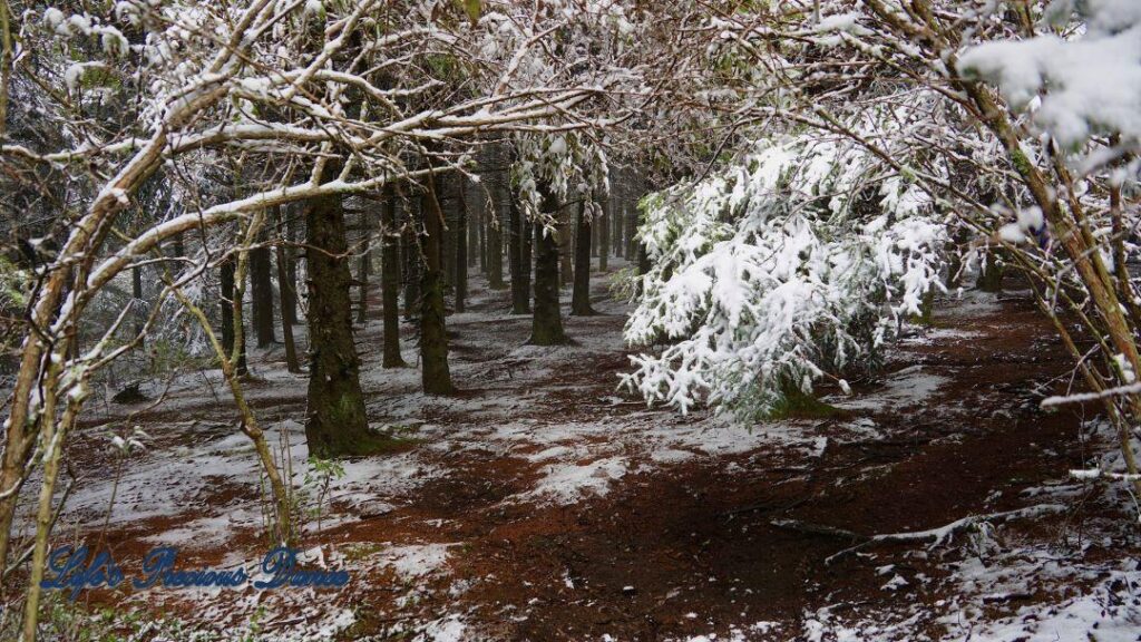 Snow covered cedars and pines in a forest.