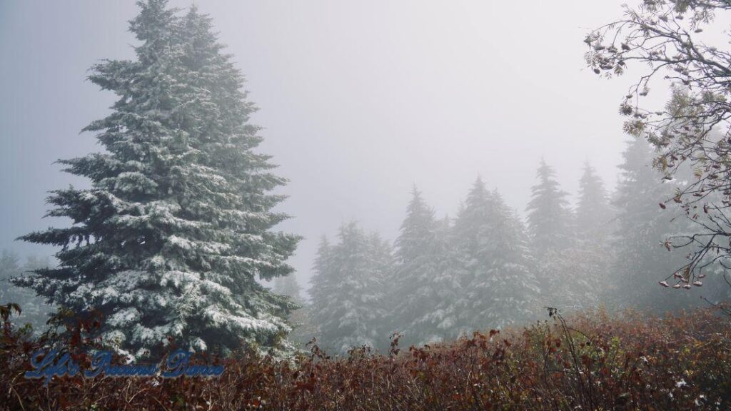 Snow covered cedar trees in Black Balsam Knob