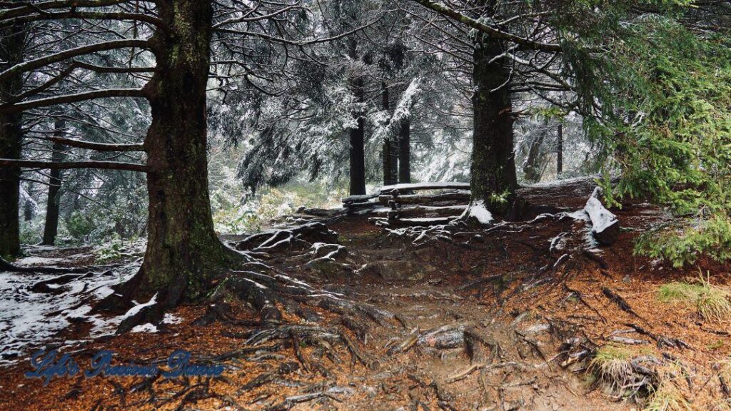 Snow covered pine and cedar trees in the forest of Black Balsam Knob