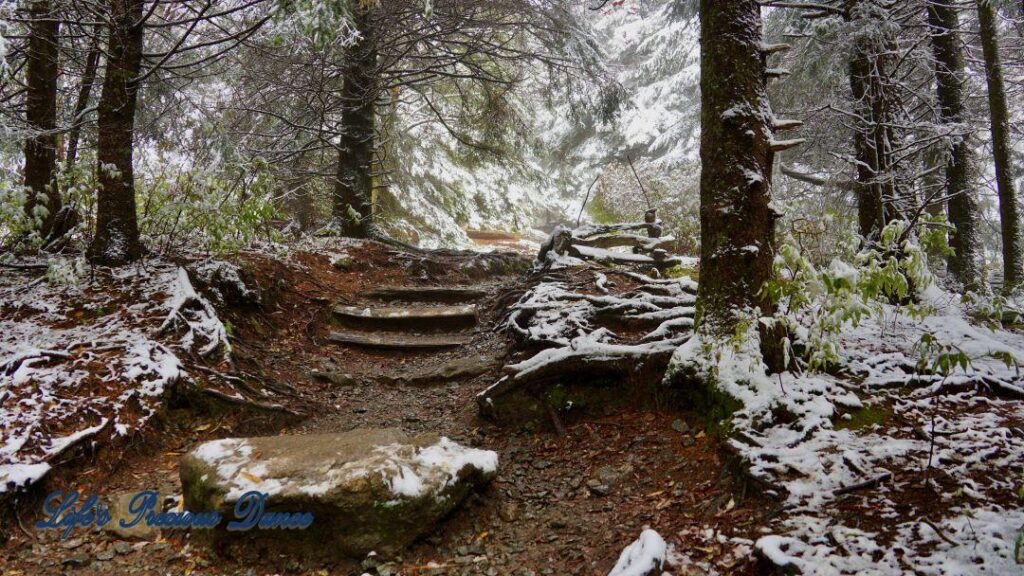 Snow covered pine and cedar trees in the forest of Black Balsam Knob