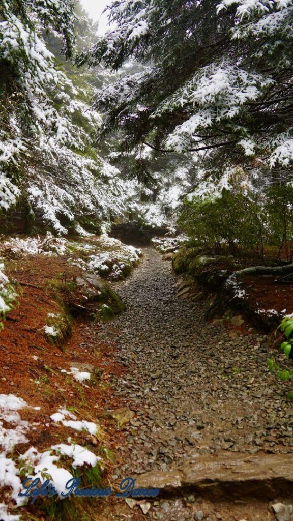 Snow covered pine and cedar trees in the forest of Black Balsam Knob