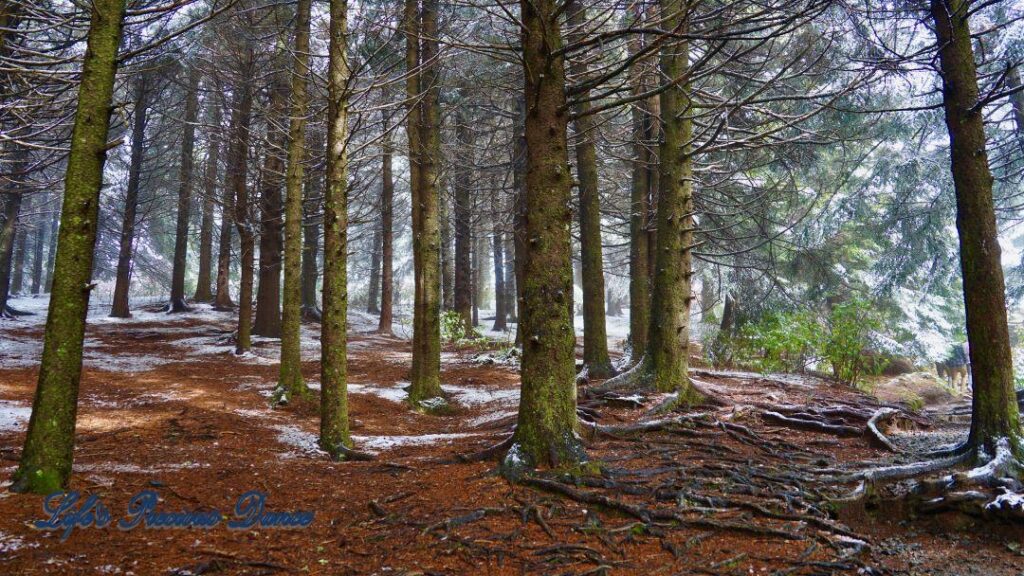 Snow covered pine and cedar trees in the forest of Black Balsam Knob