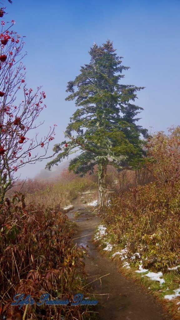 Solo cedar tree on a trail at Black Balsam Knob