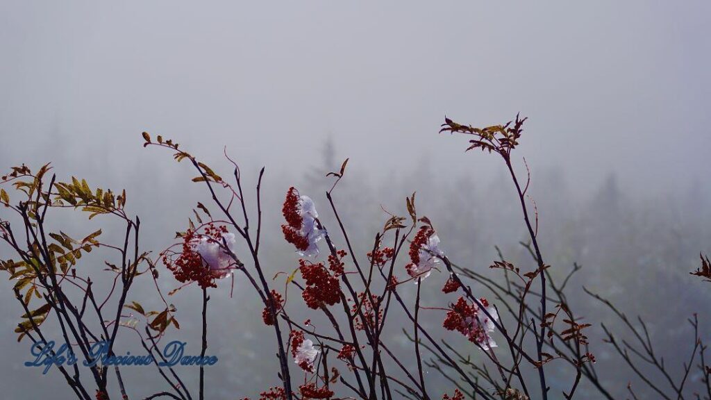 Ice covered vegetation in front of a foggy valley.