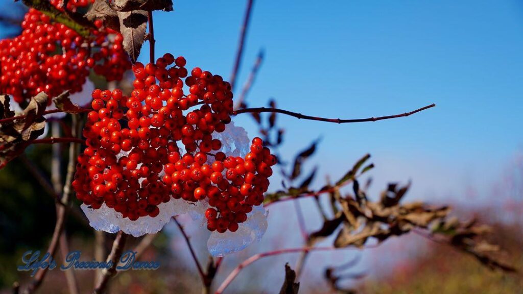 Ice covered Mountain Berries