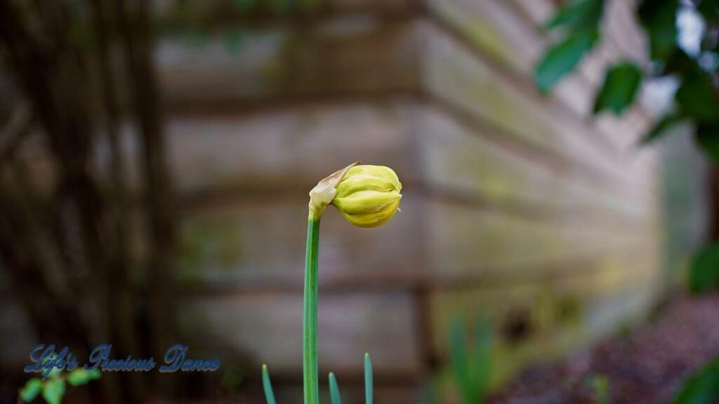 Daffodil preparing to open with a farmhouse in the background.