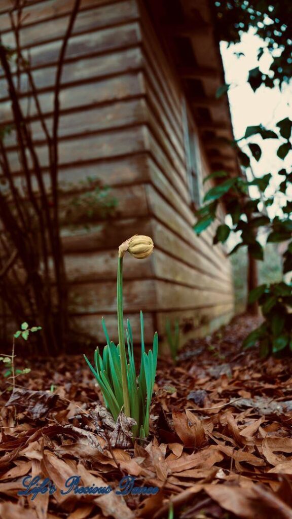 Daffodil preparing to open with a farmhouse in the background.