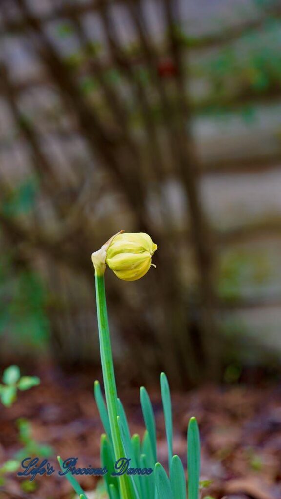 Daffodil preparing to open with a farmhouse in the background.