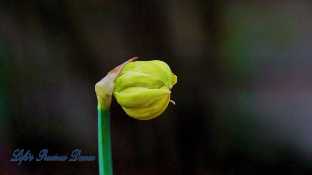 Up close of a daffodil preparing to open.