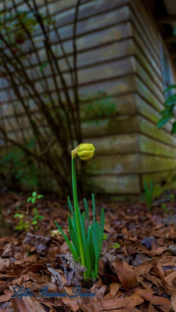 Daffodil preparing to open with a farmhouse in the background.