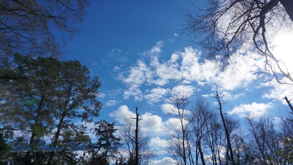 Fluffy clouds floating across a Carolina blue sky above pine and oak trees.