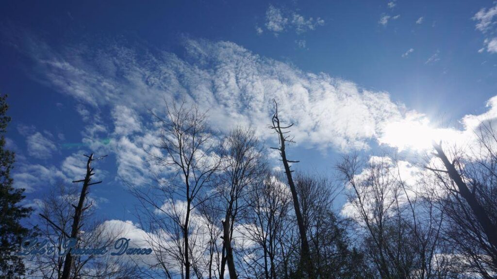 Fluffy clouds floating across a Carolina blue sky as the sun tries to peak through. Several leafless trees below.