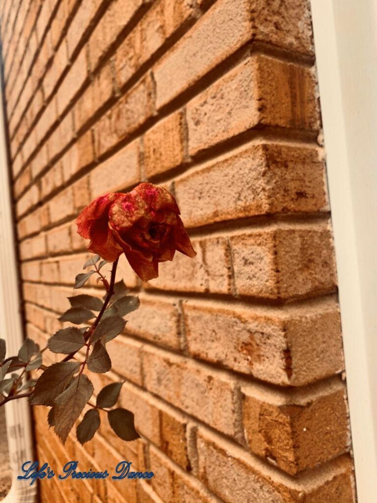 Wilting rose beside a brick wall