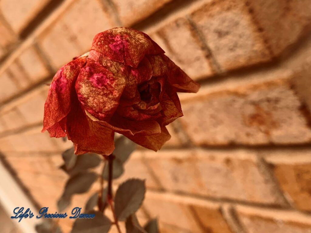 Wilting rose beside a brick wall