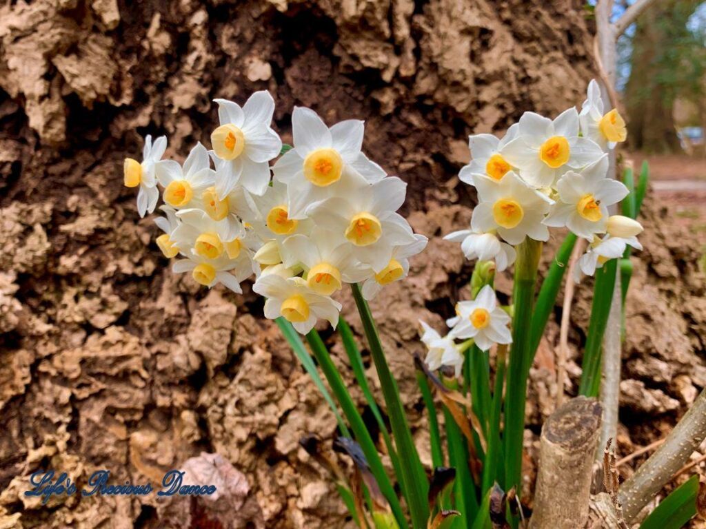 Miniature daffodils in full bloom