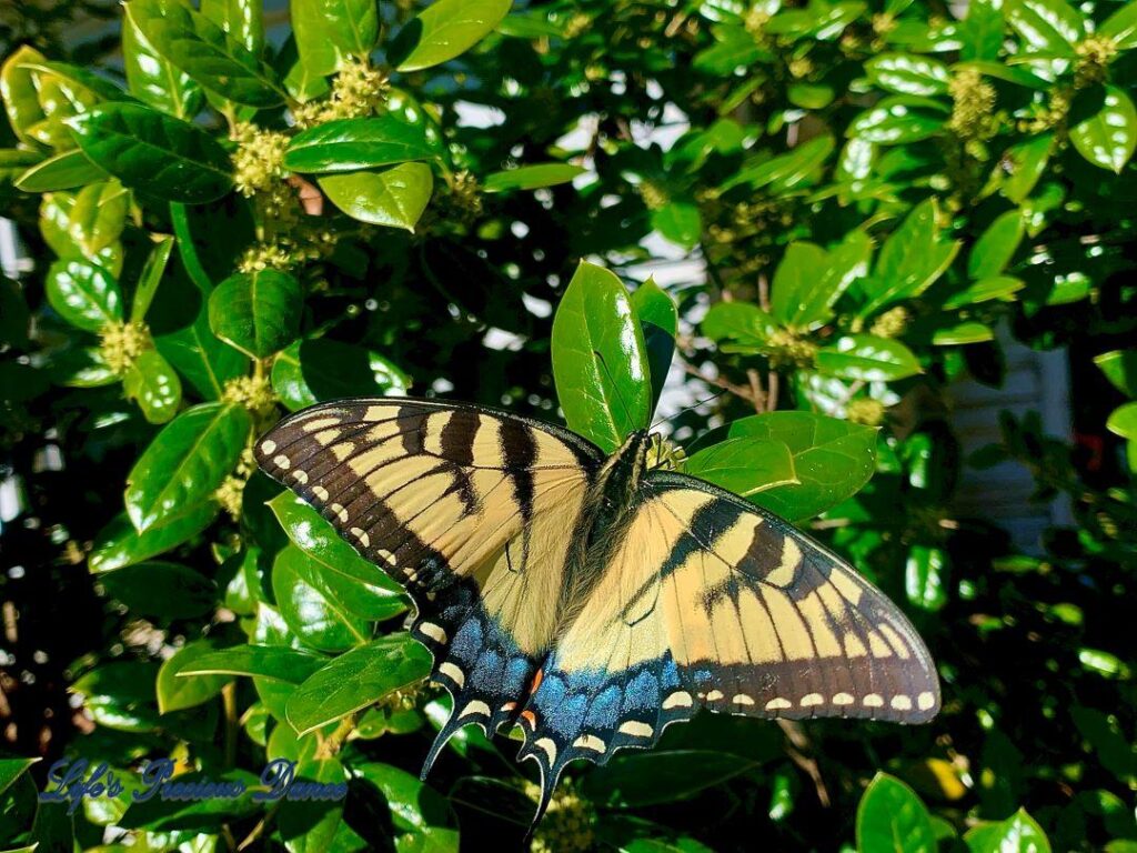 Swallowtail butterfly pollinating