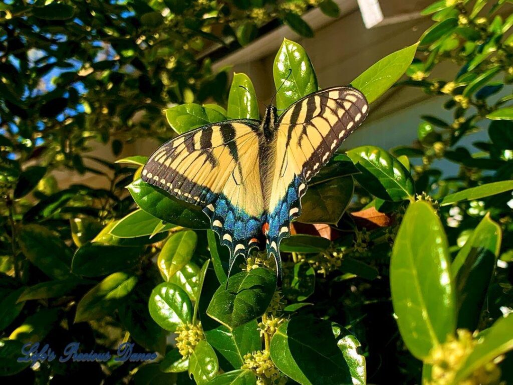 Swallowtail butterfly pollinating.