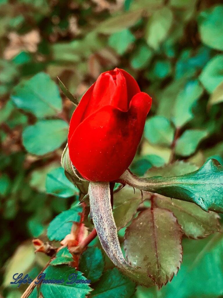 Closed rose on a vine