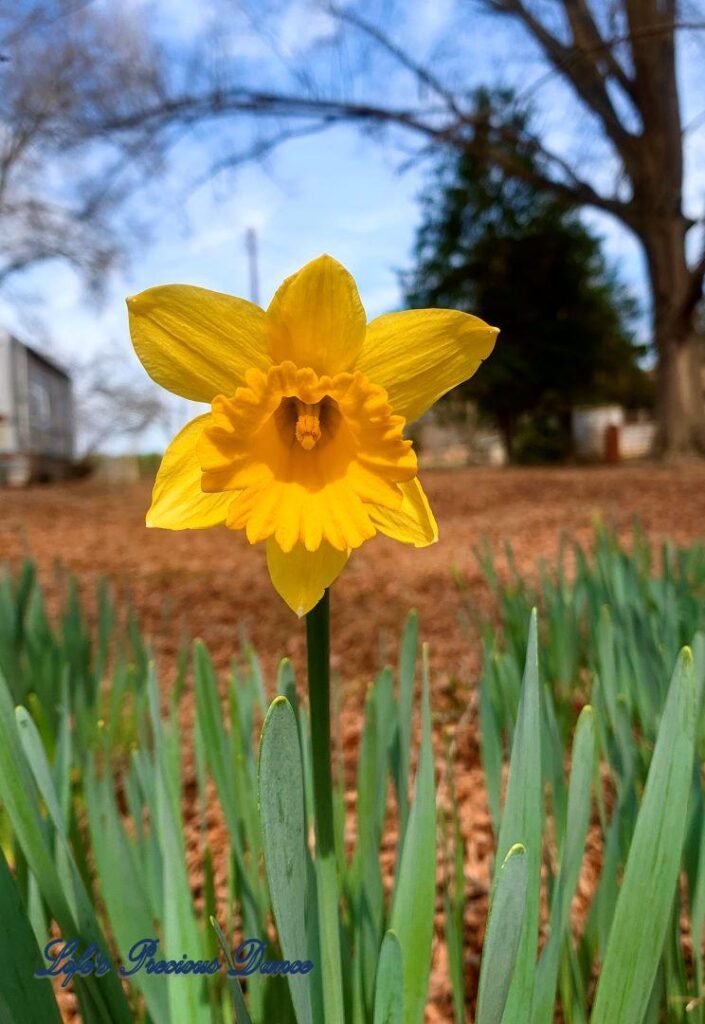 Yellow daffodil in full bloom.