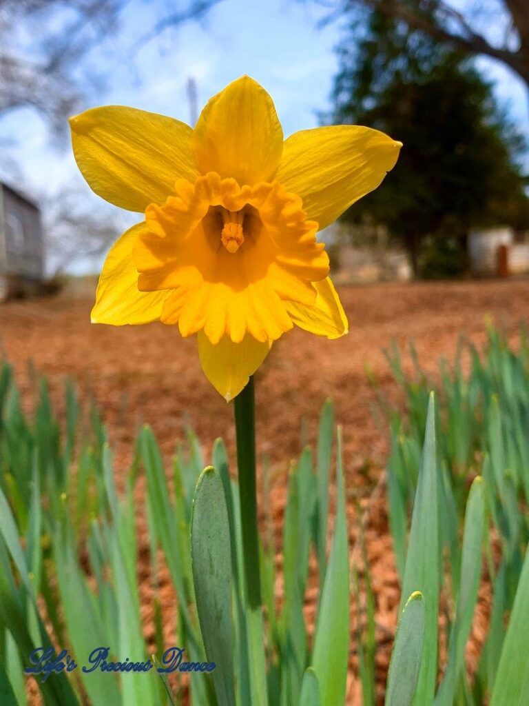 Yellow daffodil in full bloom.