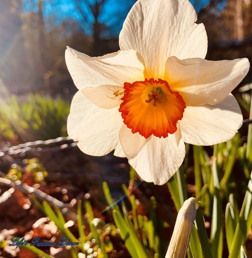 Blooming daffodil with orange center and insect on petal.