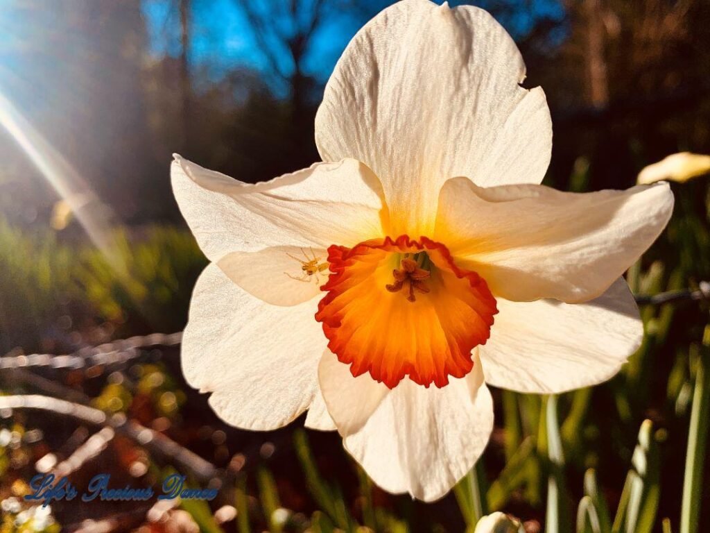 Blooming daffodil with orange center and insect on petal.