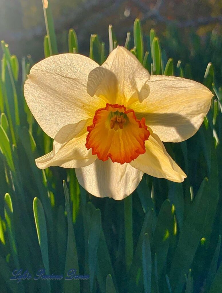 Blooming daffodil with orange center. Sun shining through the petals.