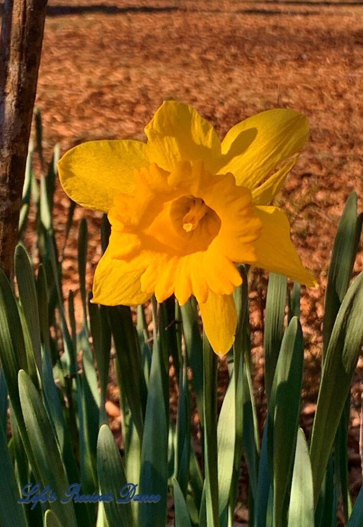 Yellow daffodil in full bloom, in the late afternoon sun.