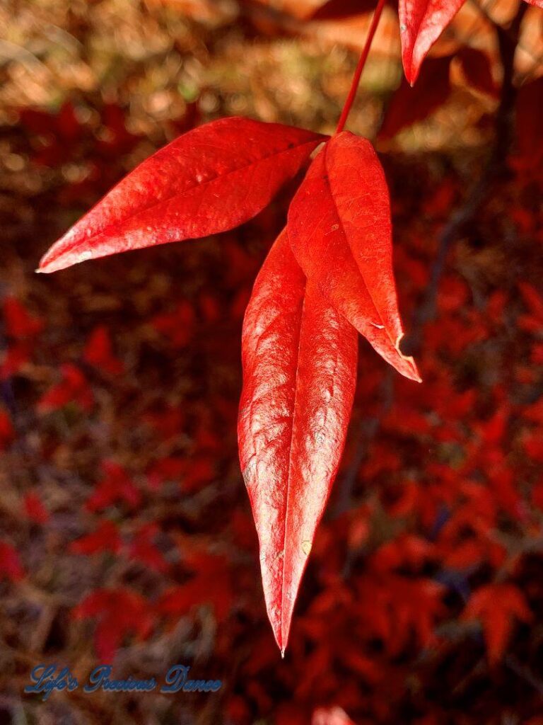 Bright red leaf of a heavenly bamboo shrub.