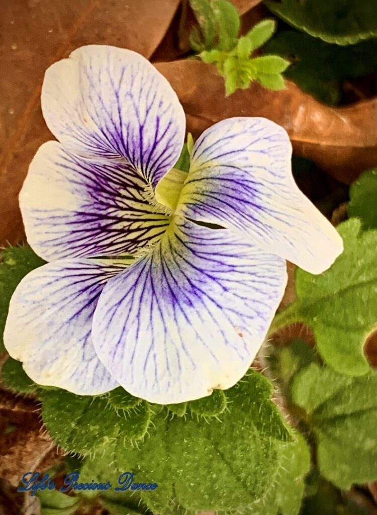 White violet with streaks of purple and a yellow center