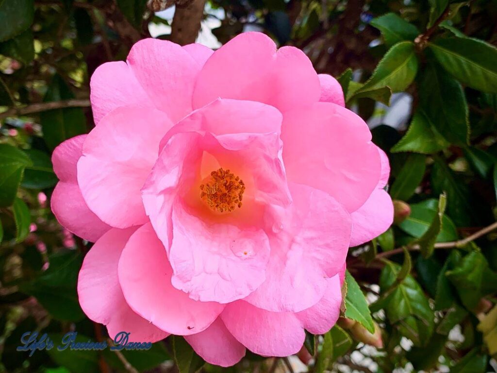 Close up of a pink camellia flower