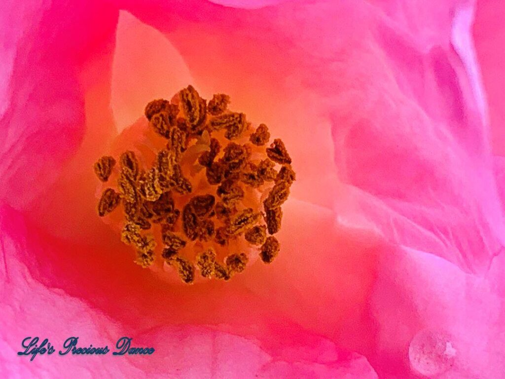 Close up of the center of a camellia flower